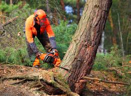 Best Tree Removal Service  in Cherryville, NC