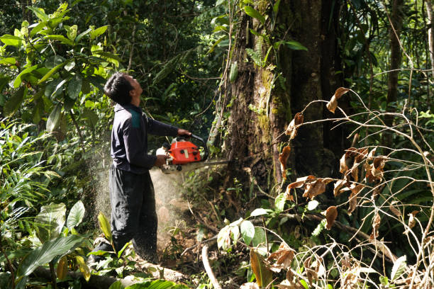 Best Tree and Shrub Care  in Cherryville, NC