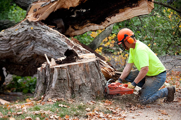 Best Tree Risk Assessment  in Cherryville, NC