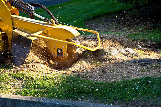 Best Aeration Services  in Cherryville, NC