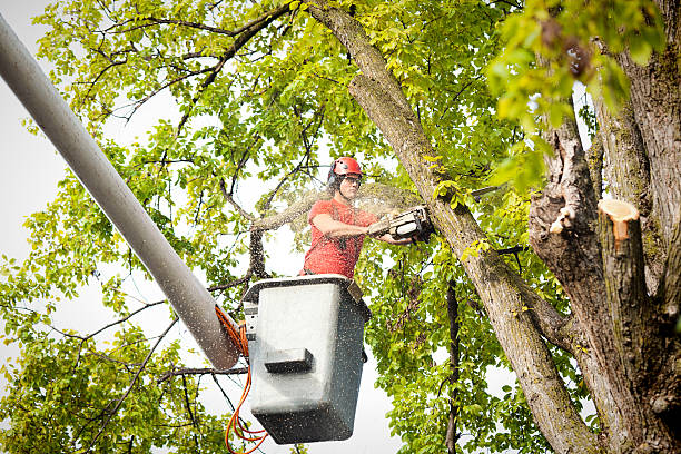 Best Tree Risk Assessment  in Cherryville, NC