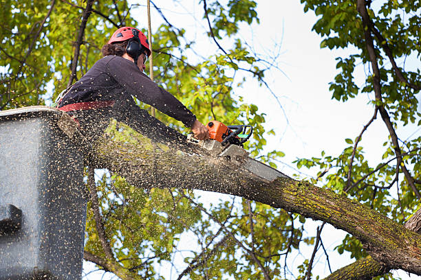 Why Choose Our Tree Removal Services in Cherryville, NC?