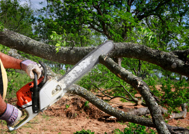 Best Root Management and Removal  in Cherryville, NC